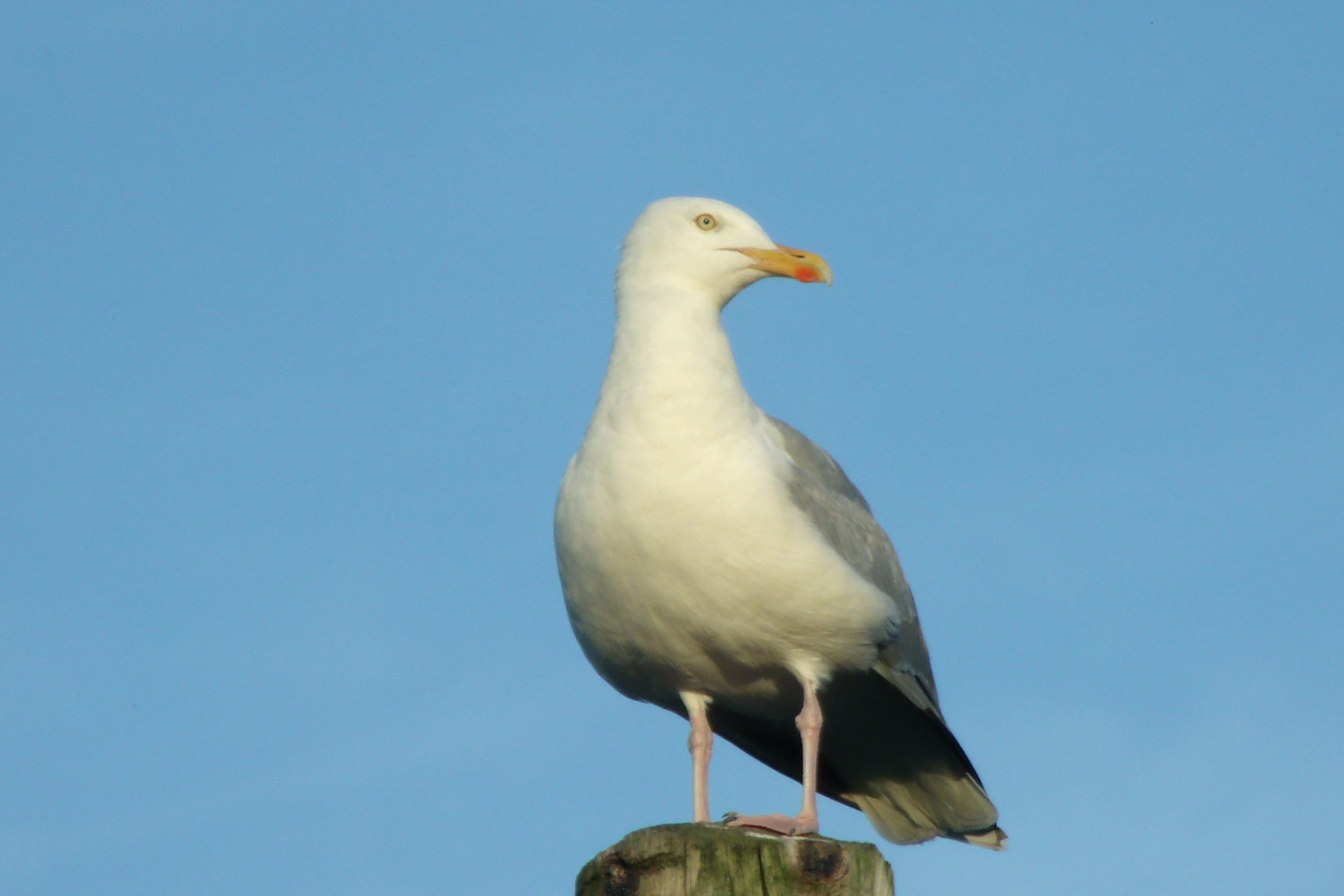 GENERAL IMAGING CO. X400 sample photo. Seagull photography