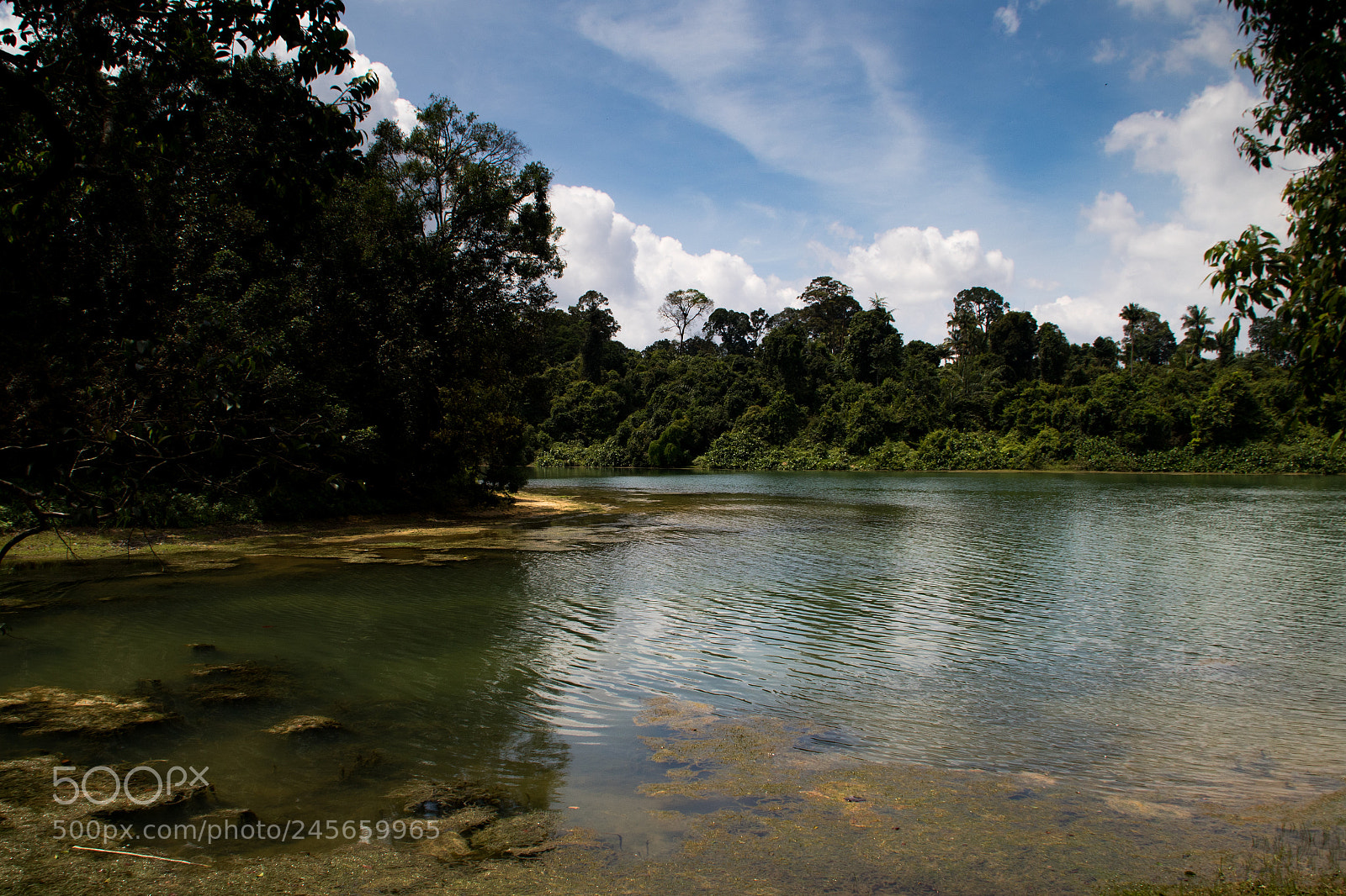 Canon EOS 7D Mark II sample photo. Macritchie reservoir water catchment photography