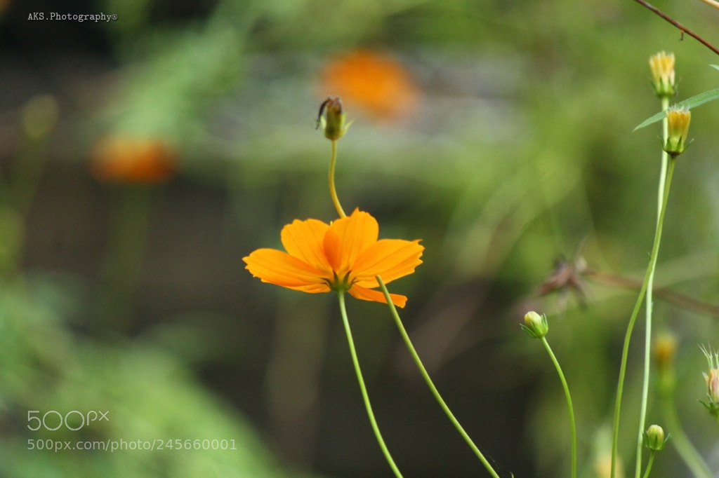 Canon EOS 1300D (EOS Rebel T6 / EOS Kiss X80) sample photo. Wildflowers photography