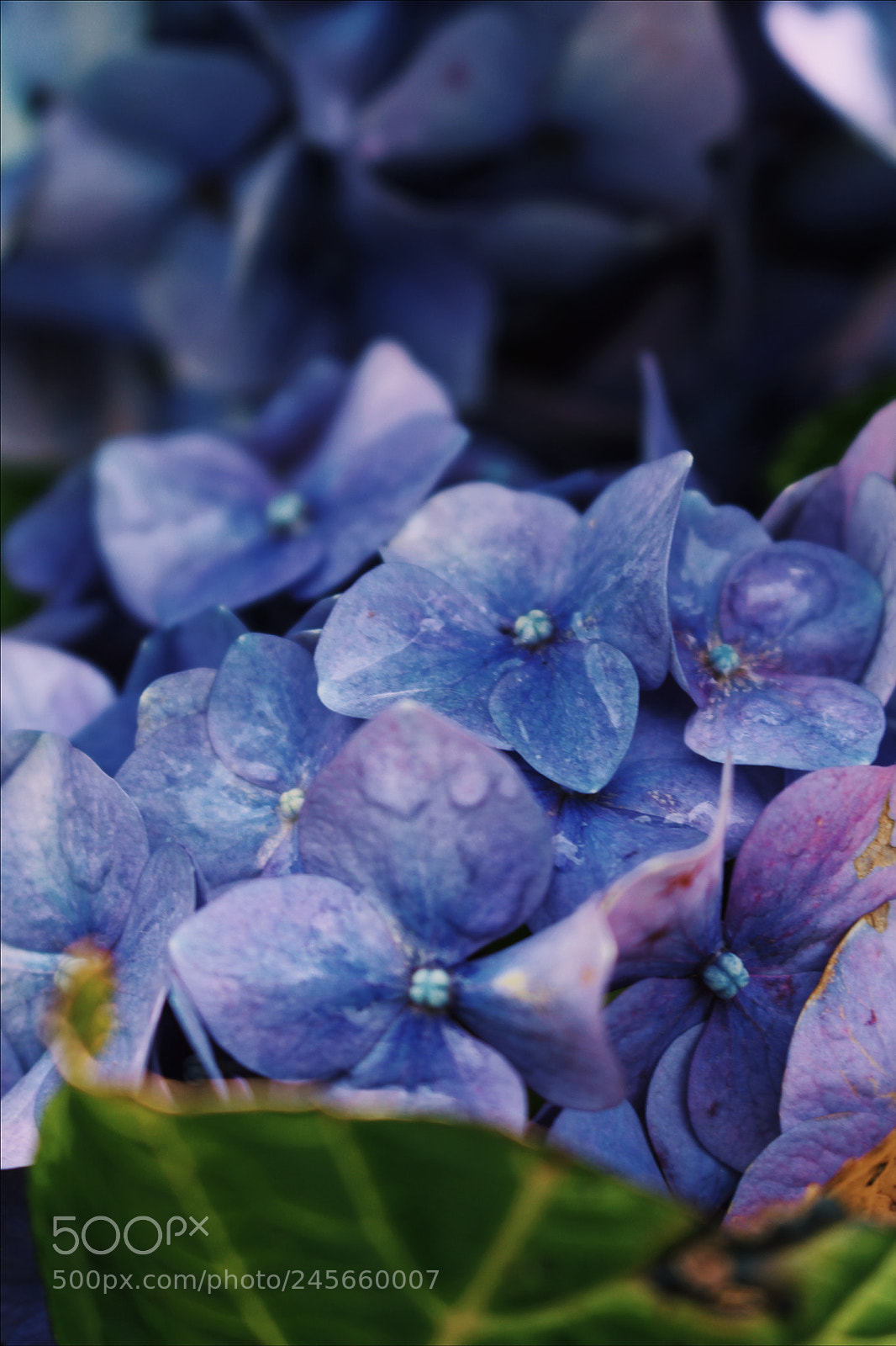 Canon EOS 700D (EOS Rebel T5i / EOS Kiss X7i) sample photo. ... photography