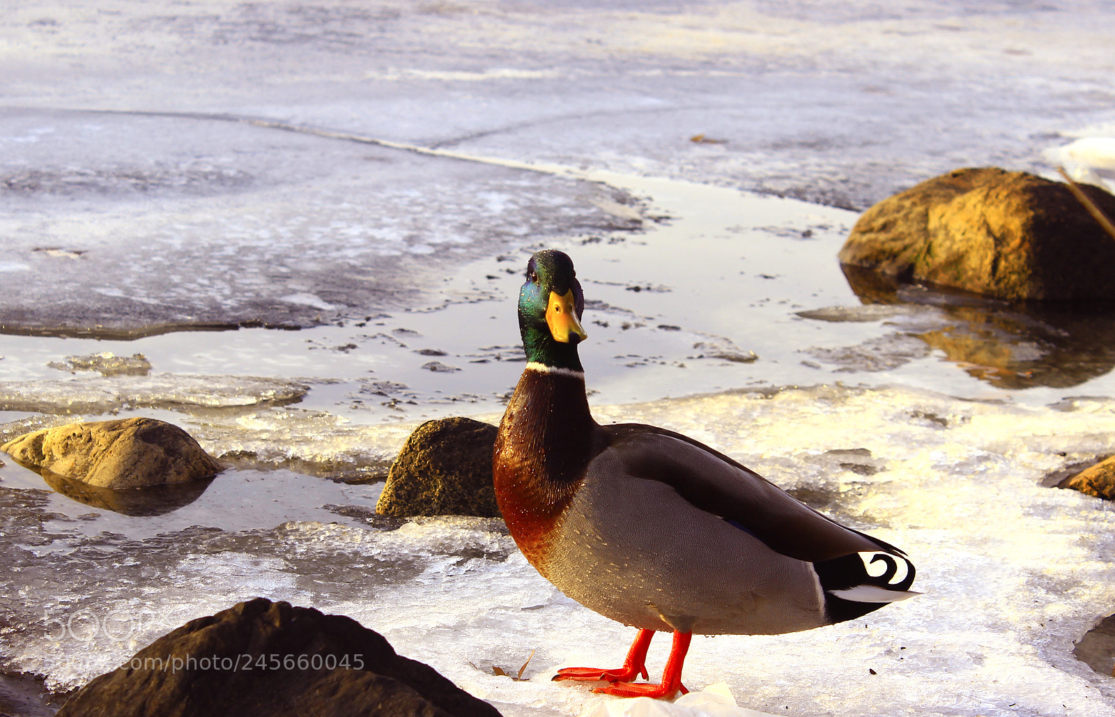 Canon EOS 600D (Rebel EOS T3i / EOS Kiss X5) sample photo. Sliding ducks photography