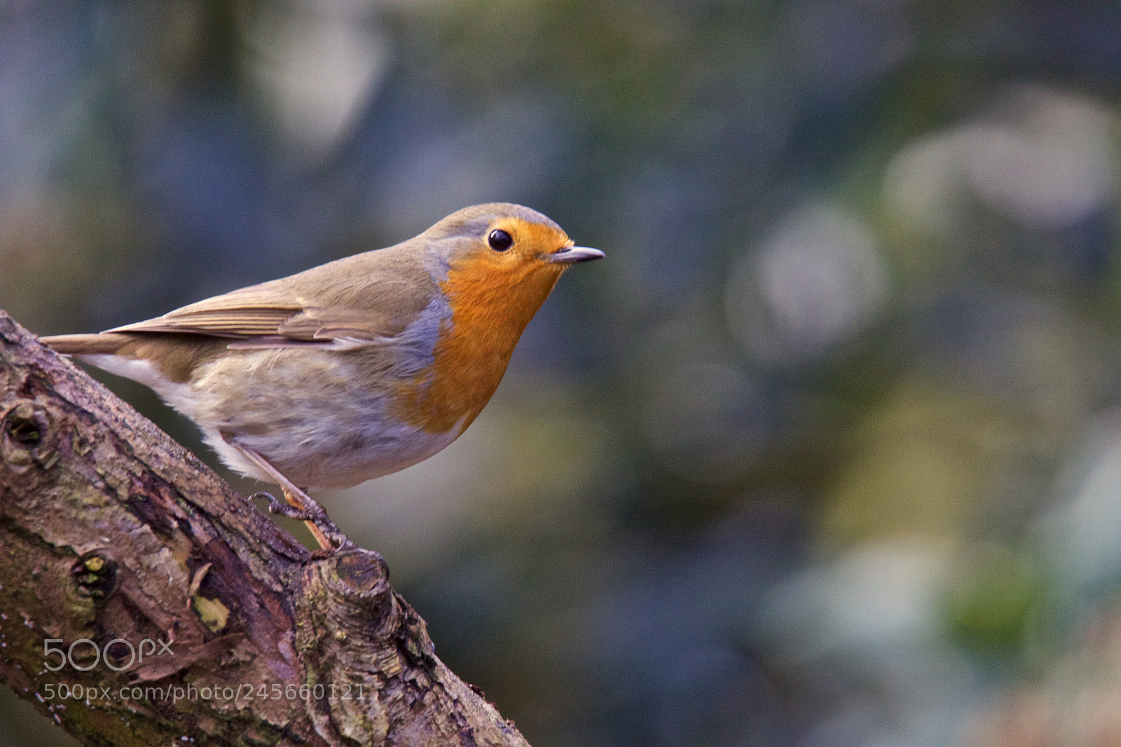 Canon EOS 7D Mark II sample photo. Robin - roodborstje photography