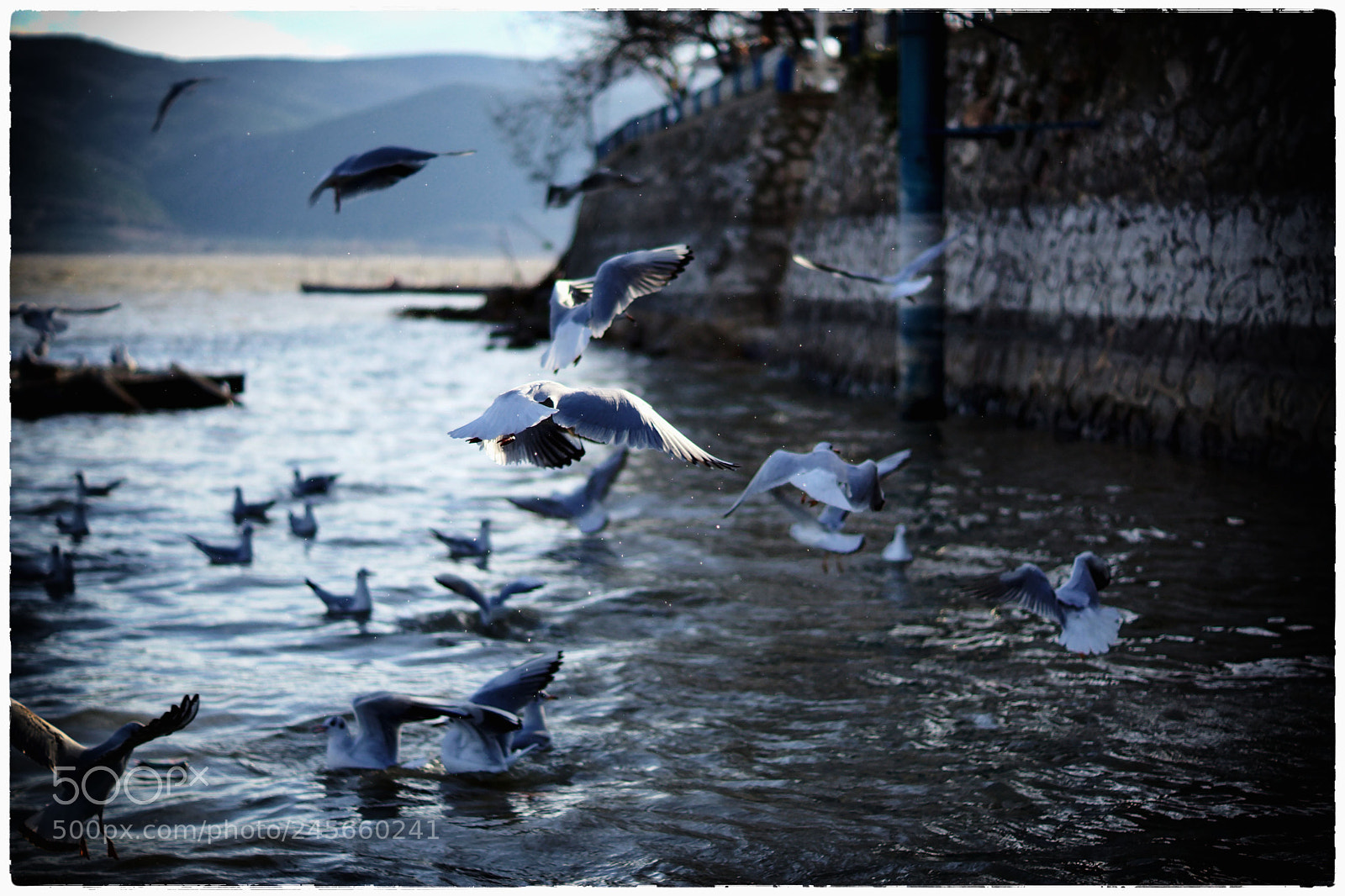 Sony SLT-A77 sample photo. Martılar.... photography