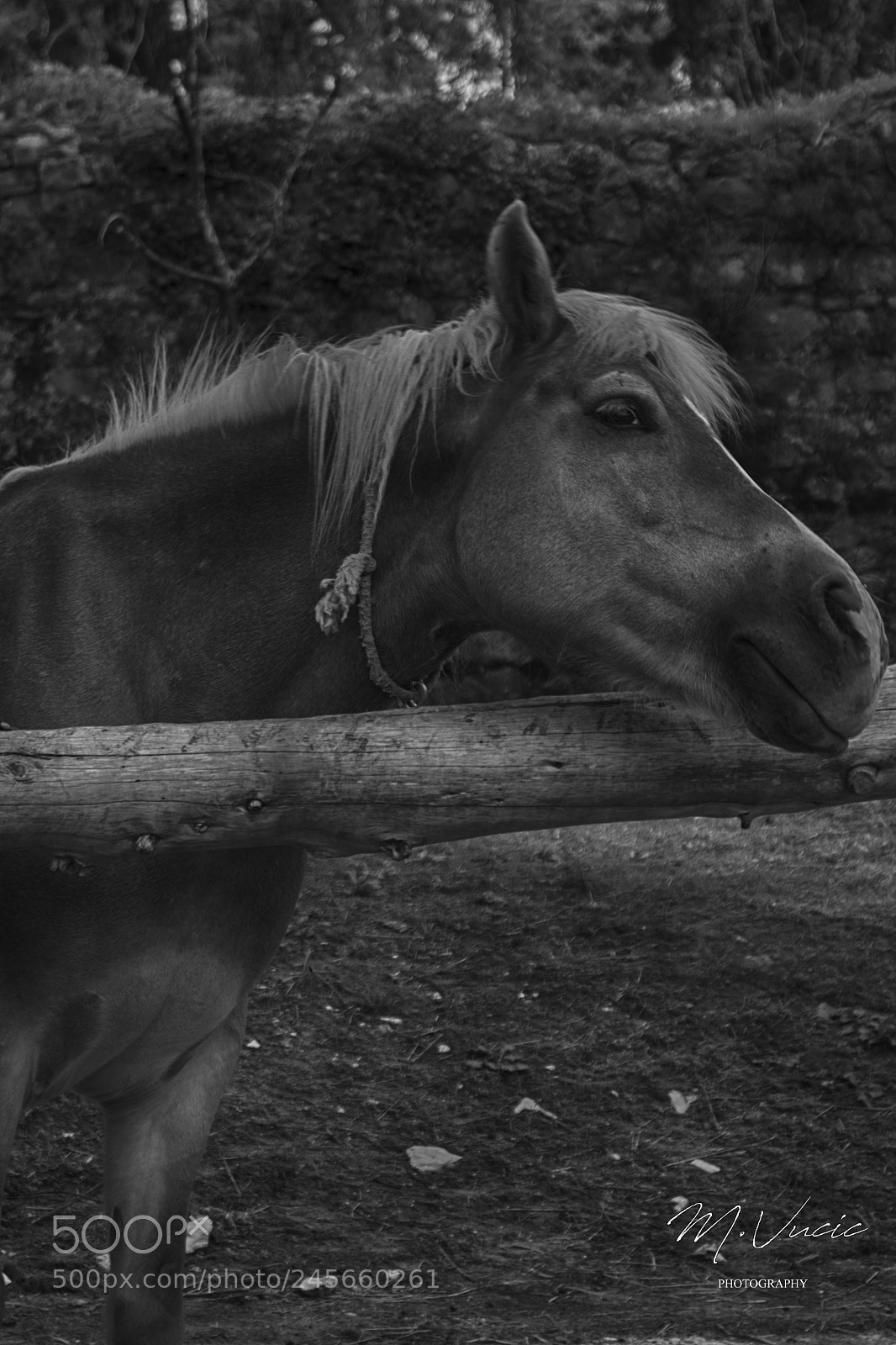 Canon EOS 1200D (EOS Rebel T5 / EOS Kiss X70 / EOS Hi) sample photo. Horse photography