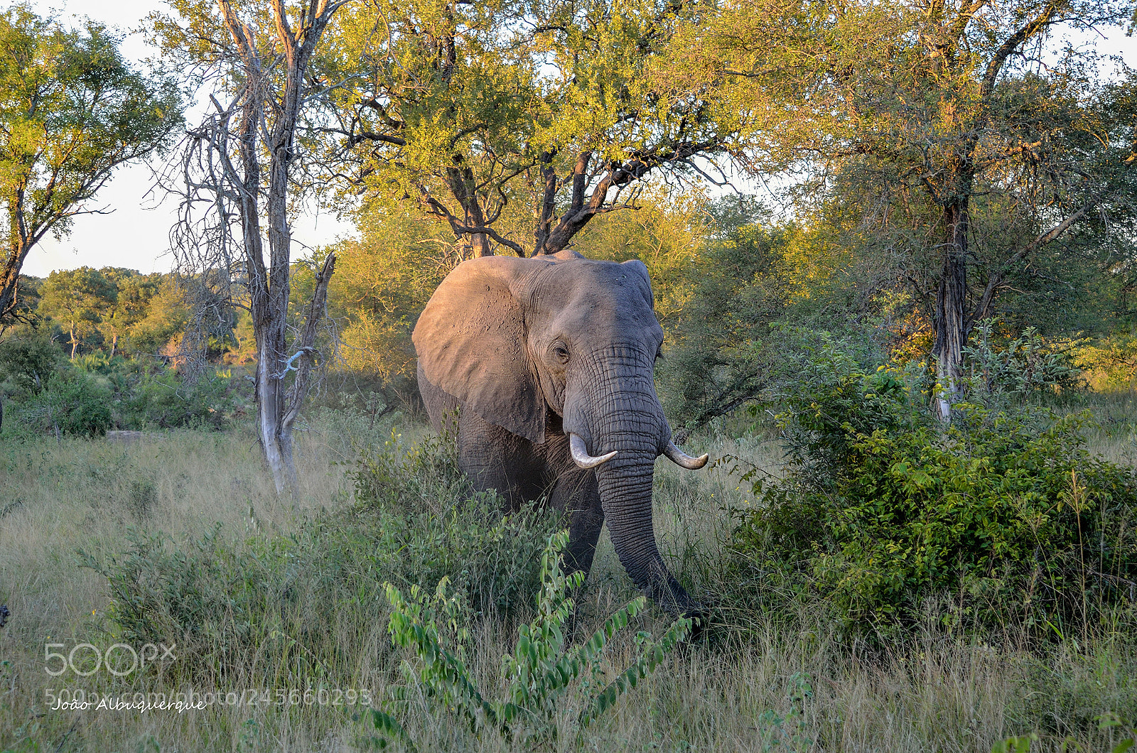 Nikon D5100 sample photo. Kruger elephant photography