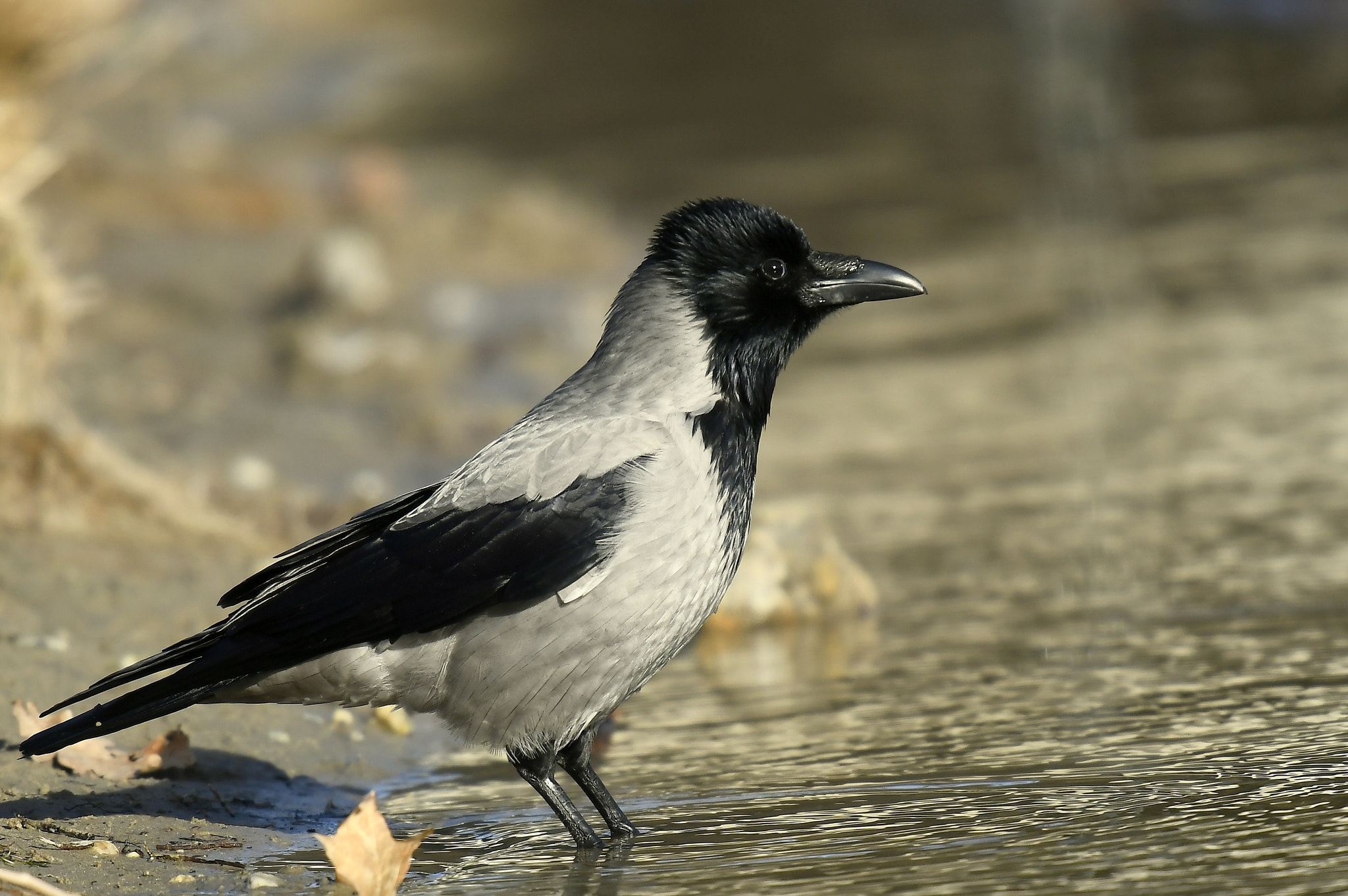 Nikon D500 + Nikon Nikkor AF-S 300mm F4E PF ED VR sample photo. Unkempt... photography