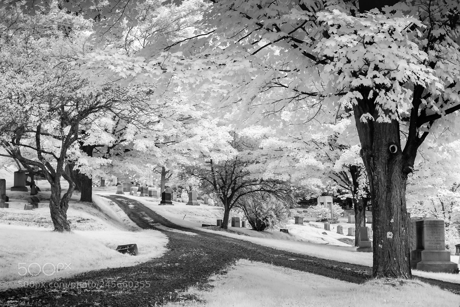 Canon EOS 400D (EOS Digital Rebel XTi / EOS Kiss Digital X) sample photo. Cemetery road infrared photography