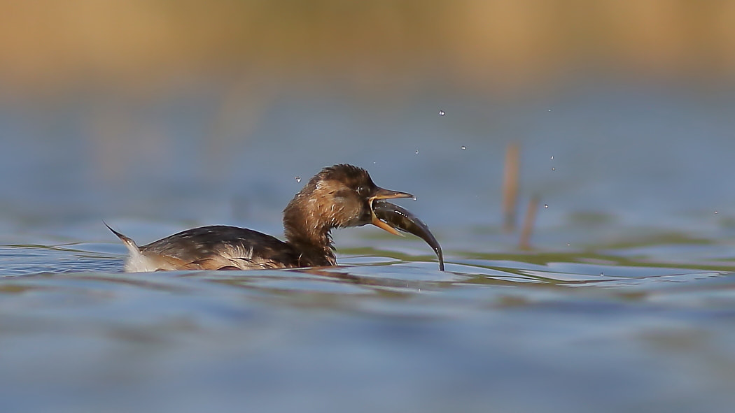 Canon EOS 70D + Canon EF 400mm F5.6L USM sample photo. Little grebe is hungry photography