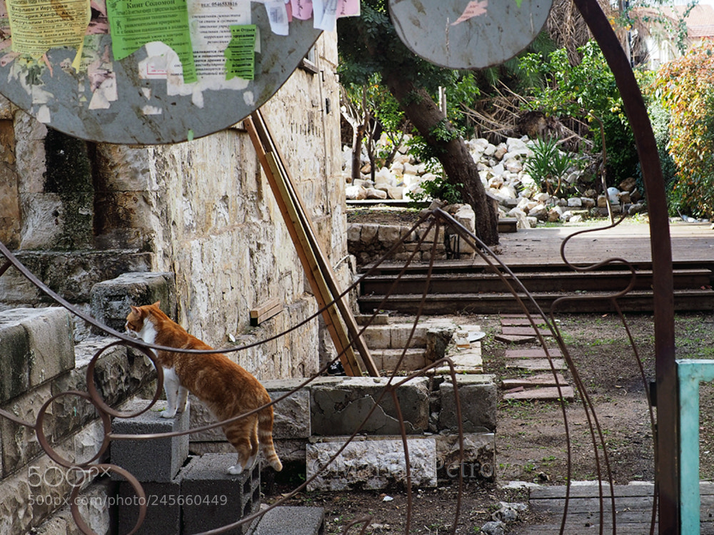 Olympus OM-D E-M5 II sample photo. And the cat photography