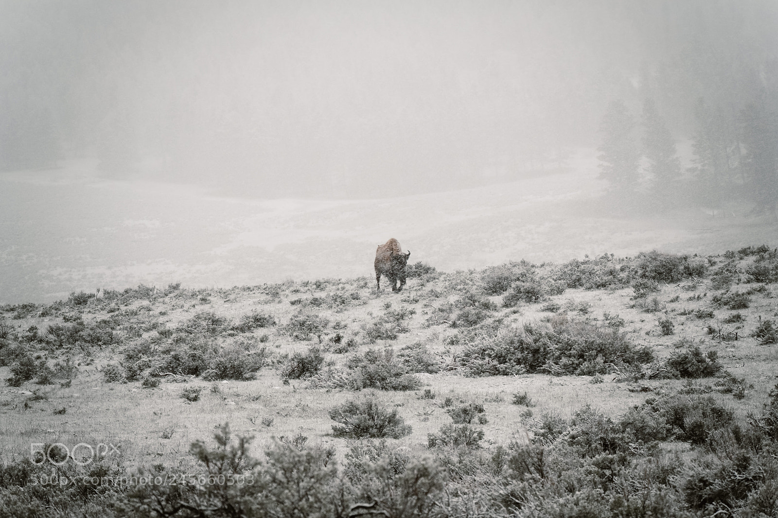 Fujifilm X-T2 sample photo. Bison in the snow photography