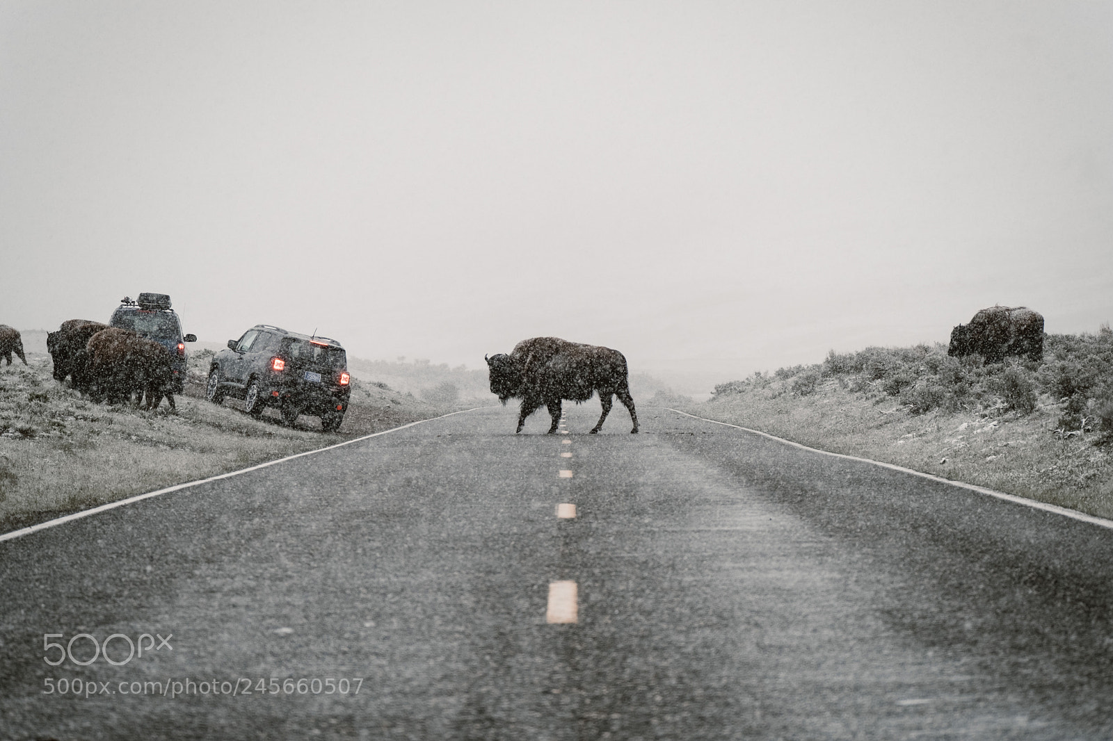 Fujifilm X-T2 sample photo. Bison crossing the road photography