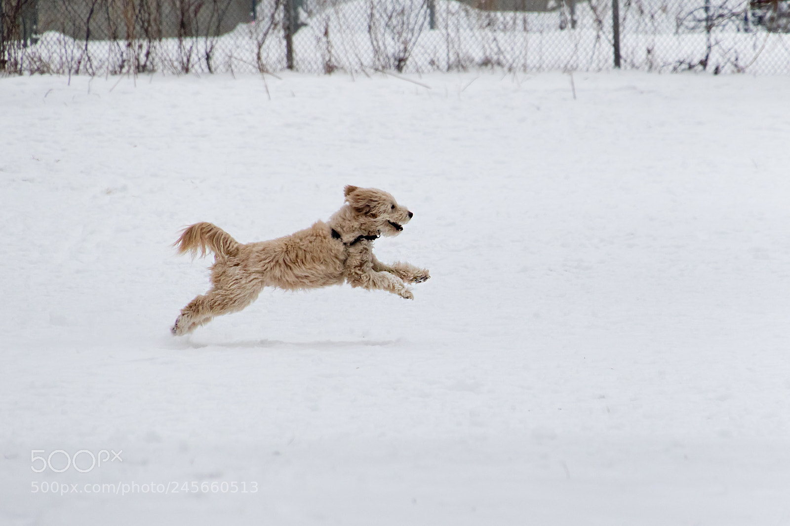 Canon EOS 7D Mark II sample photo. Running dog photography