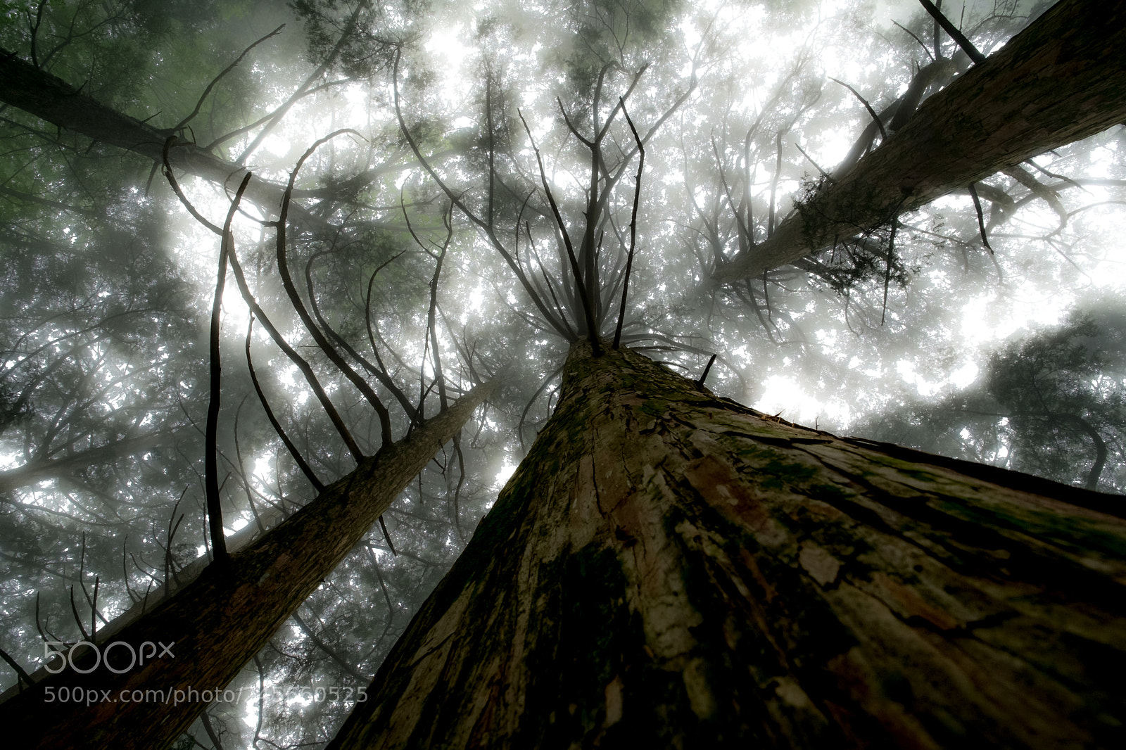 Fujifilm X-Pro1 sample photo. Mysterious forest (redux) iv photography