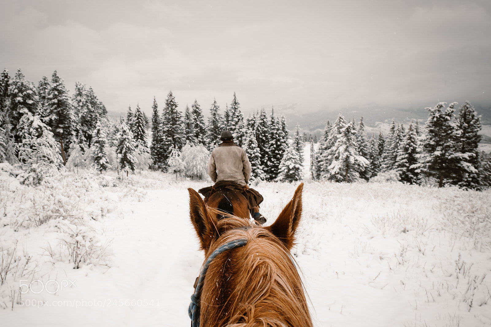 Fujifilm X-T2 sample photo. Horseback ride in yellowstone photography