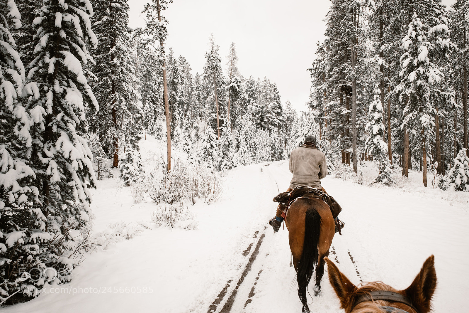 Fujifilm X-T2 sample photo. Horseback ride in yellowstone (#3) photography