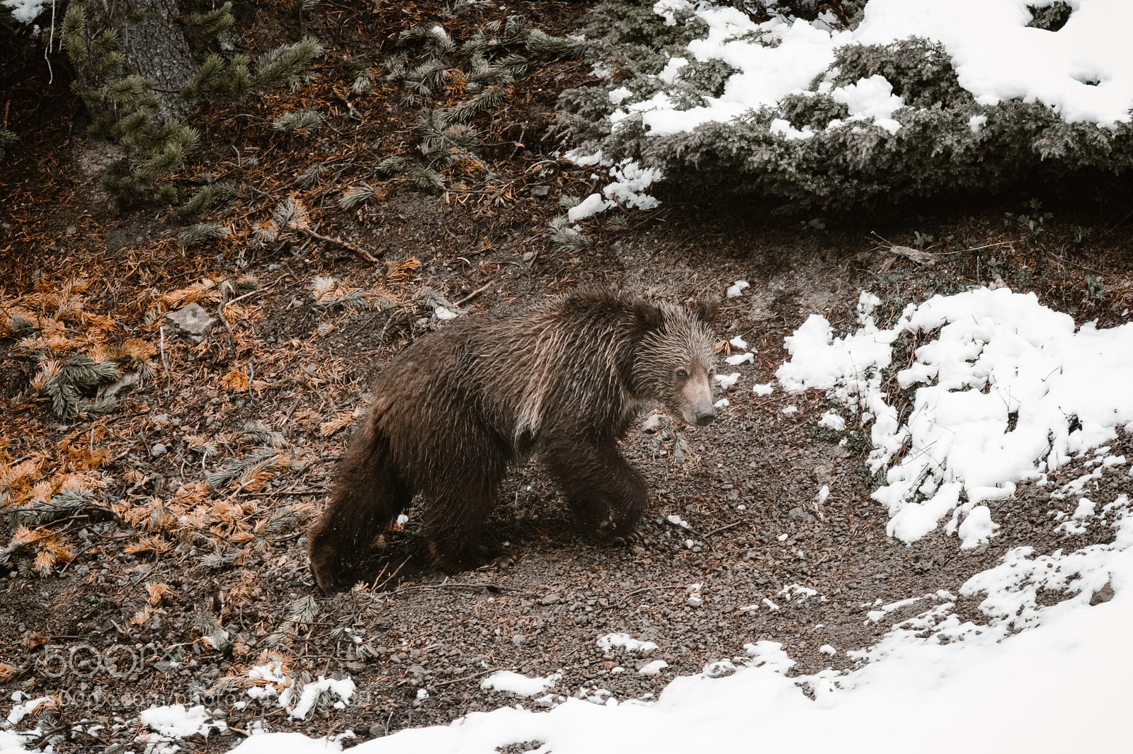 Fujifilm X-T2 sample photo. Kid grizzly in yellowstone photography