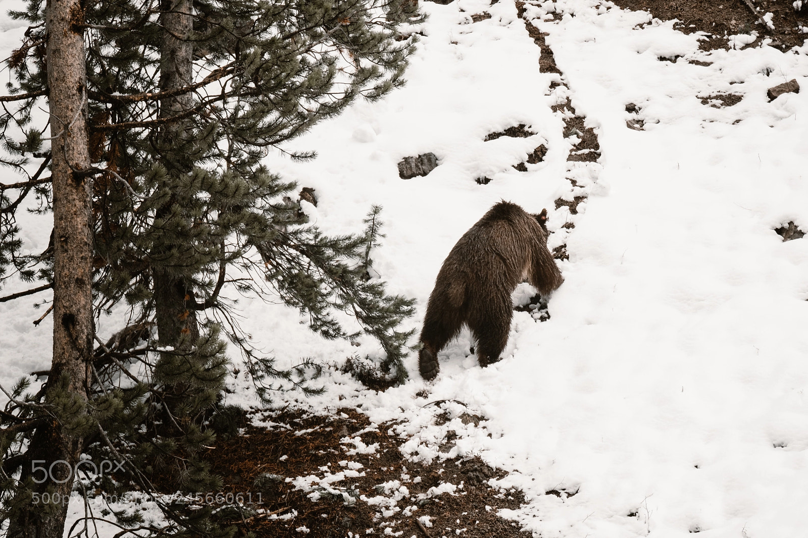 Fujifilm X-T2 sample photo. Kid grizzly in yellowstone (#2) photography