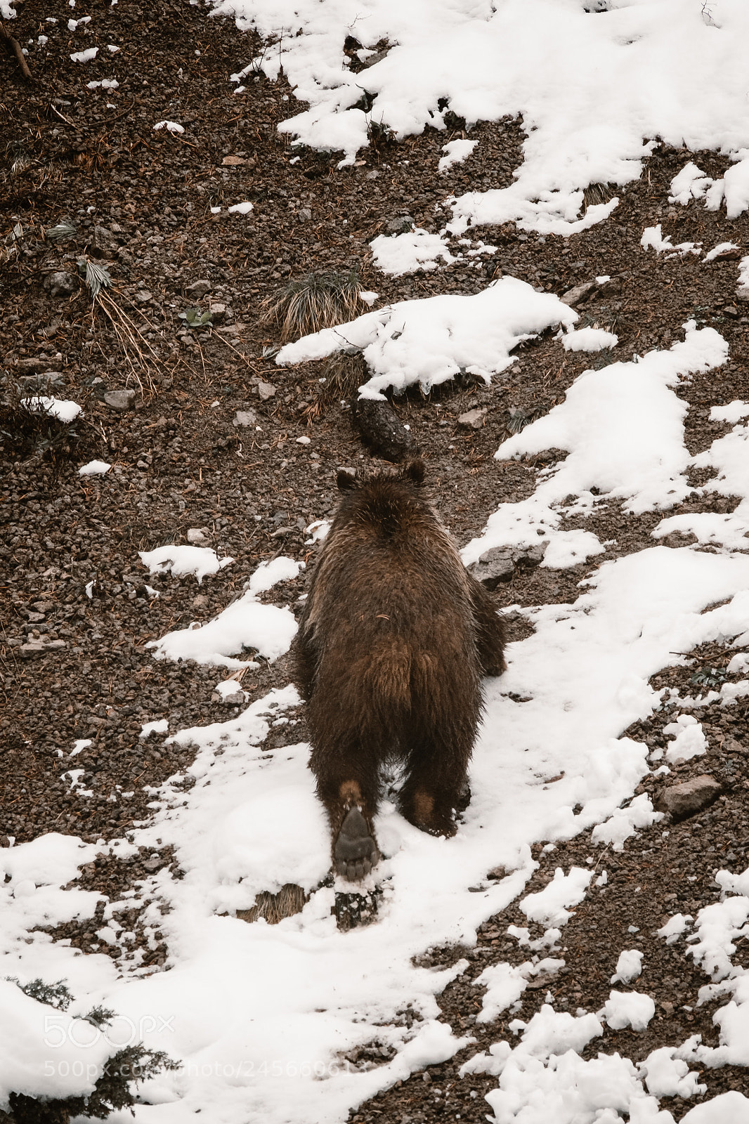Fujifilm X-T2 sample photo. Kid grizzly in yellowstone (#3) photography