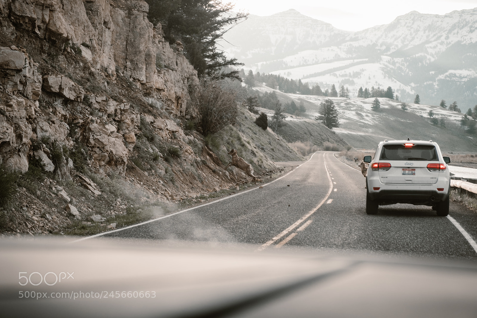 Fujifilm X-T2 sample photo. Big horn sheep crossing photography