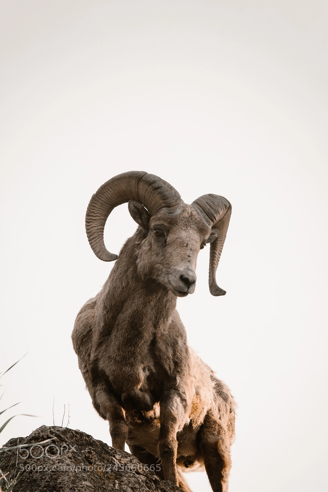 Fujifilm X-T2 sample photo. Big horn sheep of photography