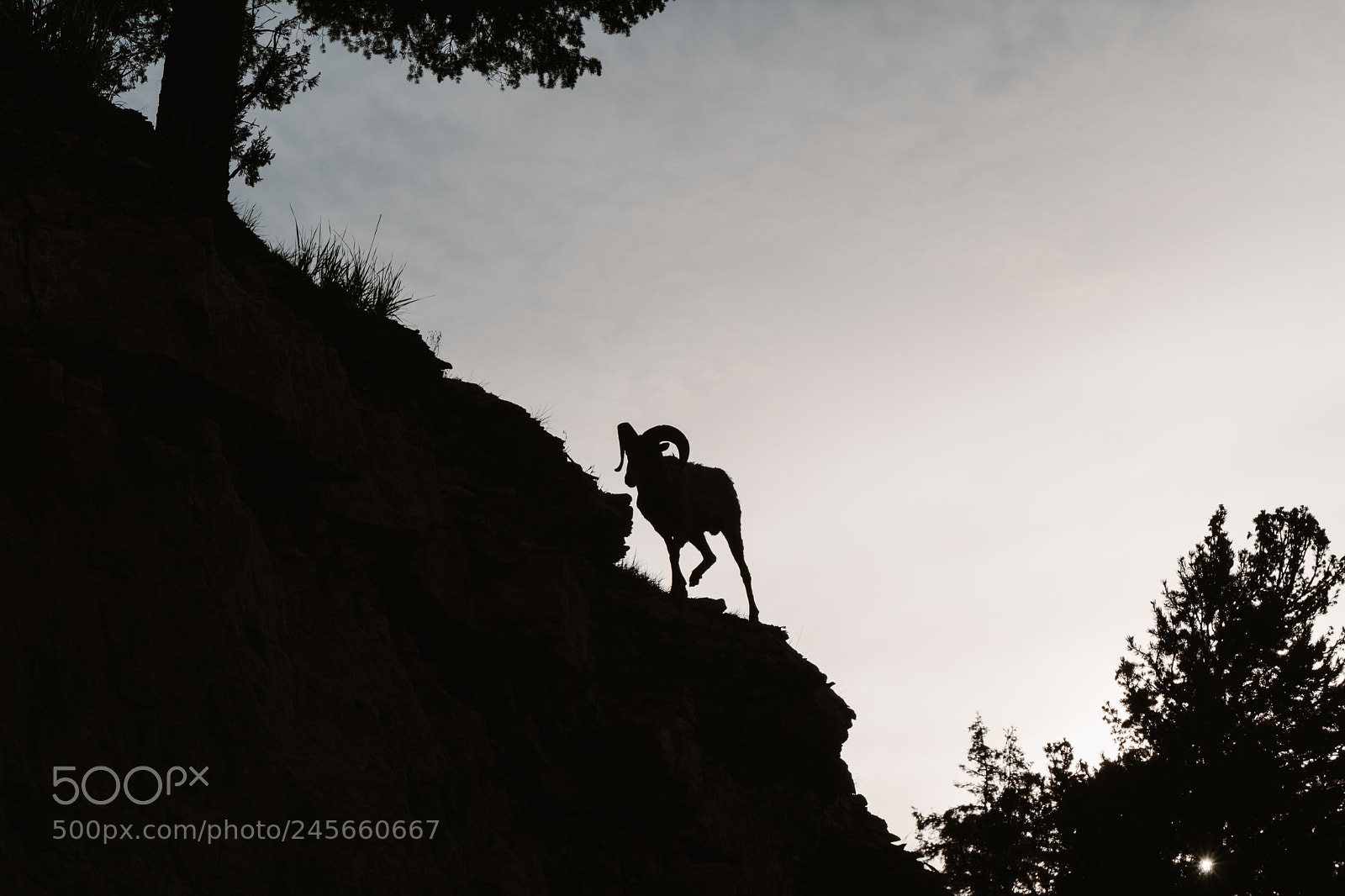Fujifilm X-T2 sample photo. Big horn sheep of photography