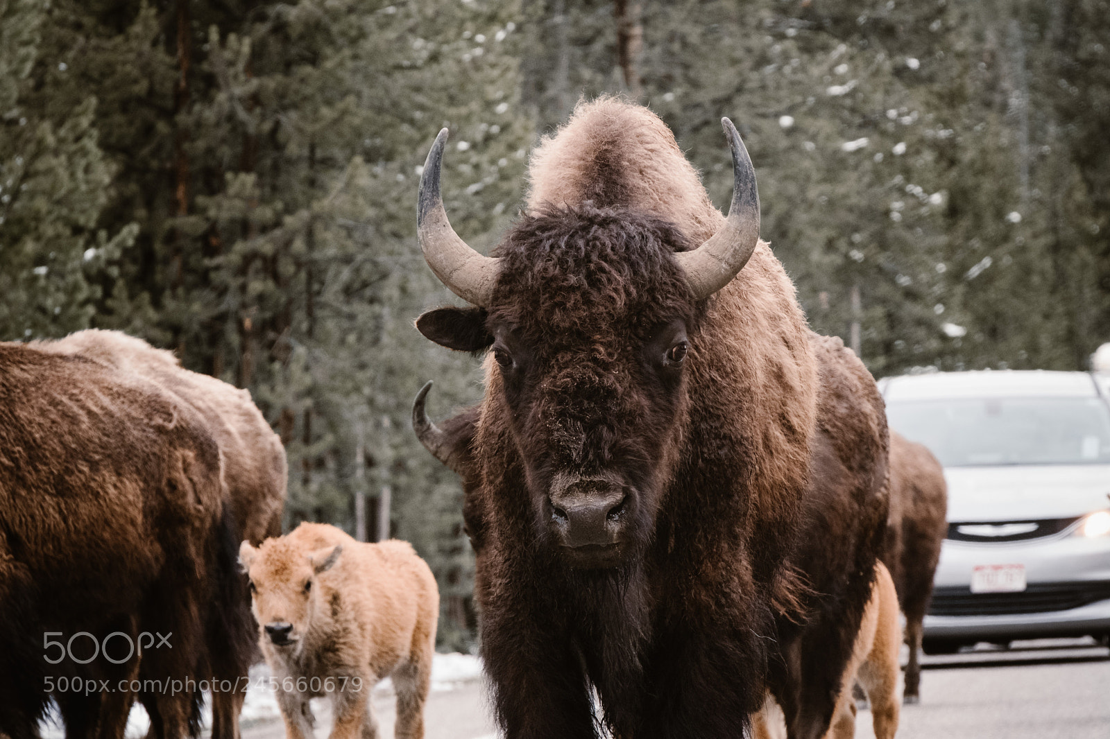 Fujifilm X-T2 sample photo. Bison causing traffic delays photography