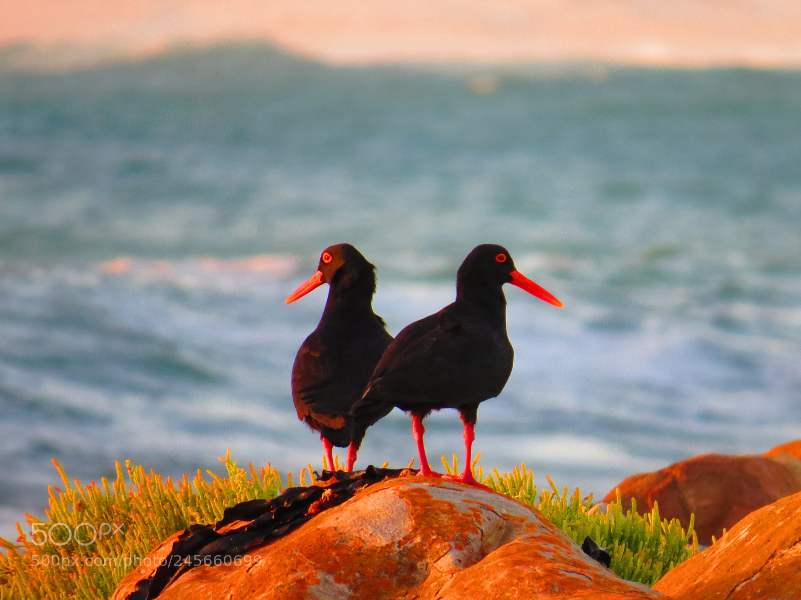 Canon PowerShot SX50 HS sample photo. African black oystercatcher photography