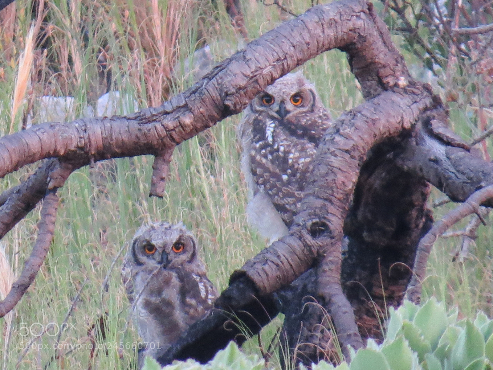 Canon PowerShot SX50 HS sample photo. Cape eagle owl siblings photography