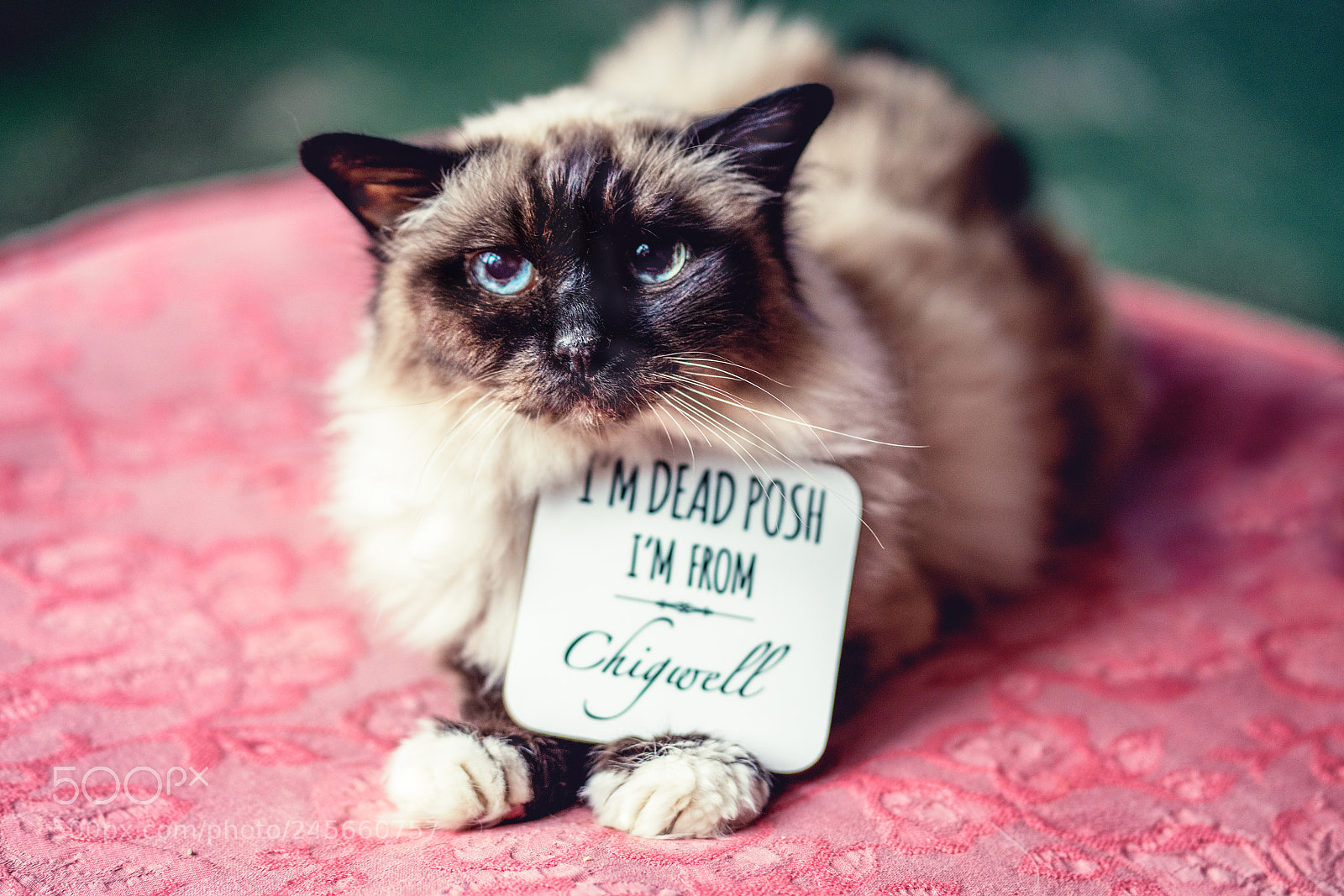 Sony a7R III sample photo. Posh cat photography