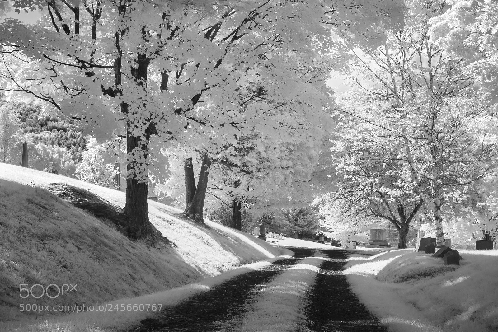 Canon EOS 400D (EOS Digital Rebel XTi / EOS Kiss Digital X) sample photo. Cemetery road infrared photography