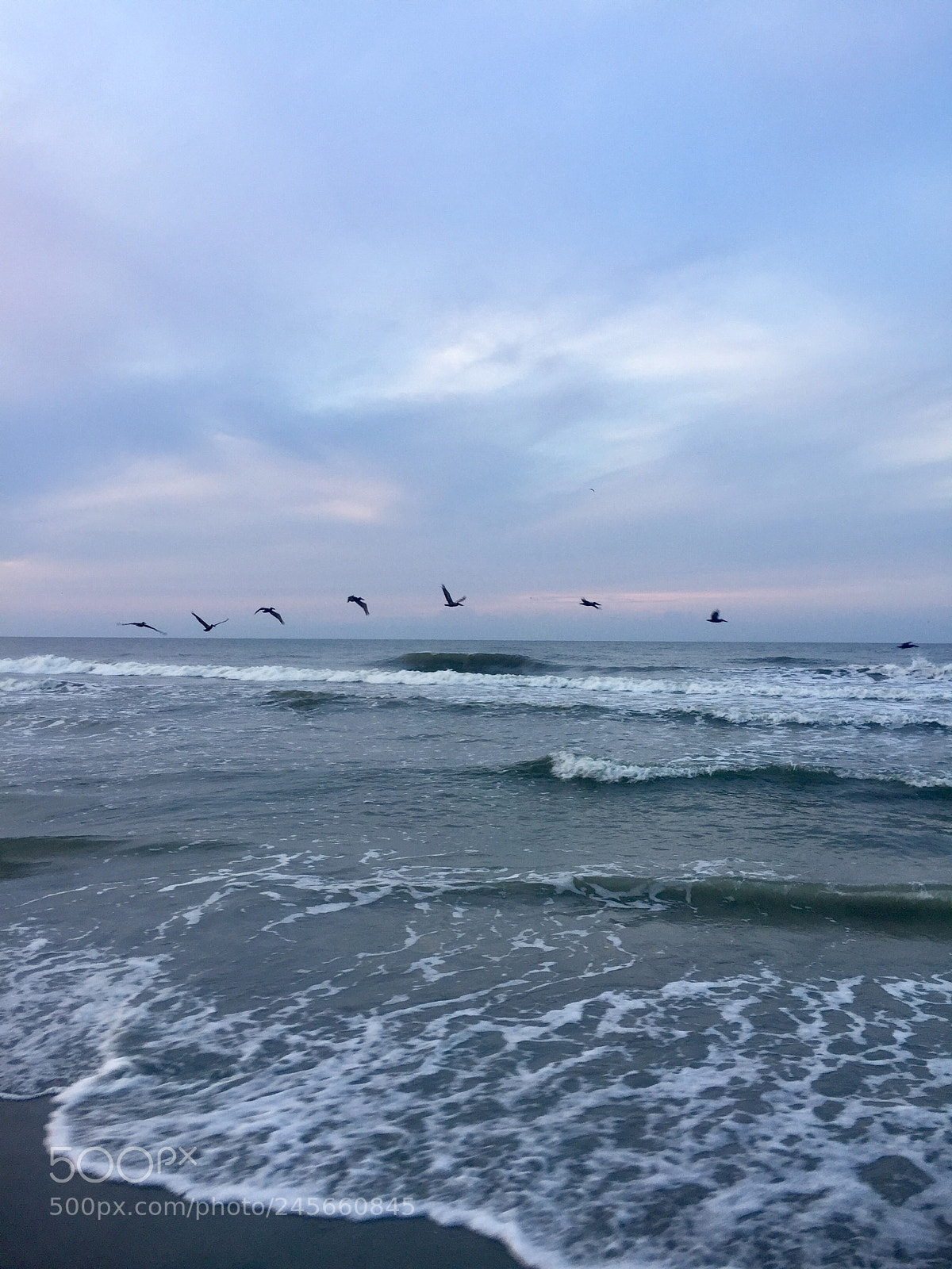 Apple iPhone 6 sample photo. Hilton head birds photography