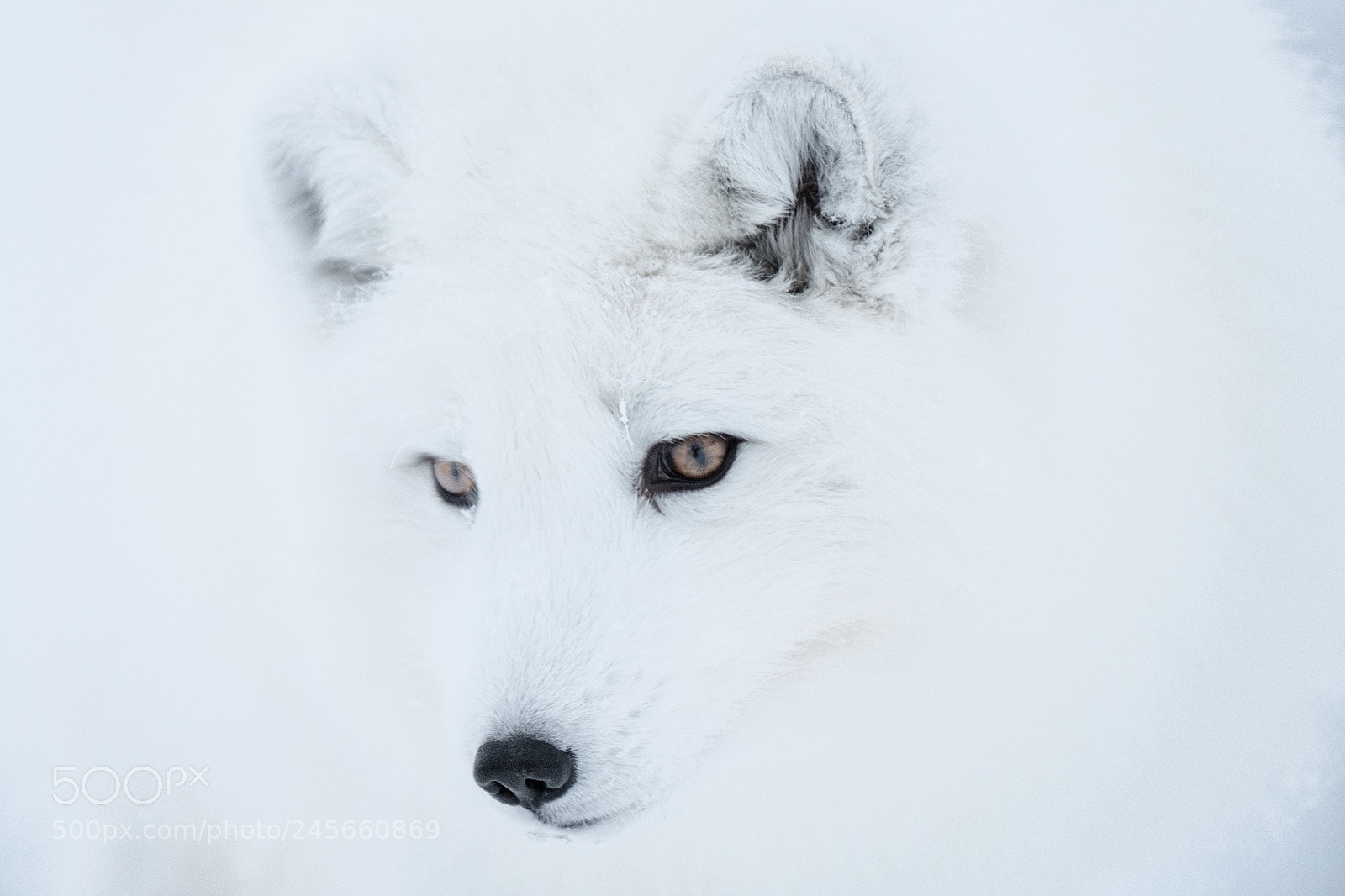 Fujifilm X-T2 sample photo. Norwegian artic fox photography