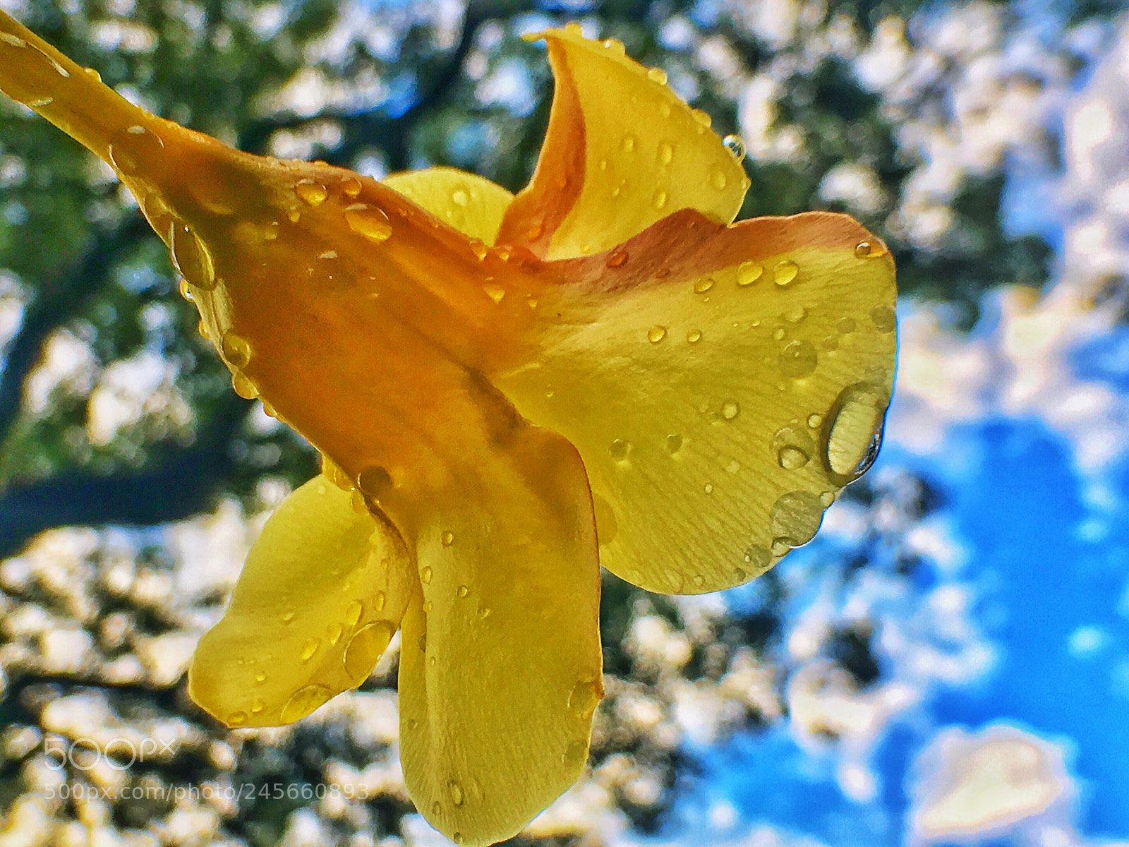 Apple iPhone 6s sample photo. S bado en paraguay photography