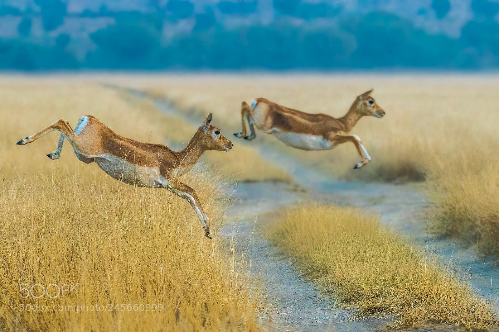 Canon EOS 7D Mark II sample photo. Black buck run twilight photography