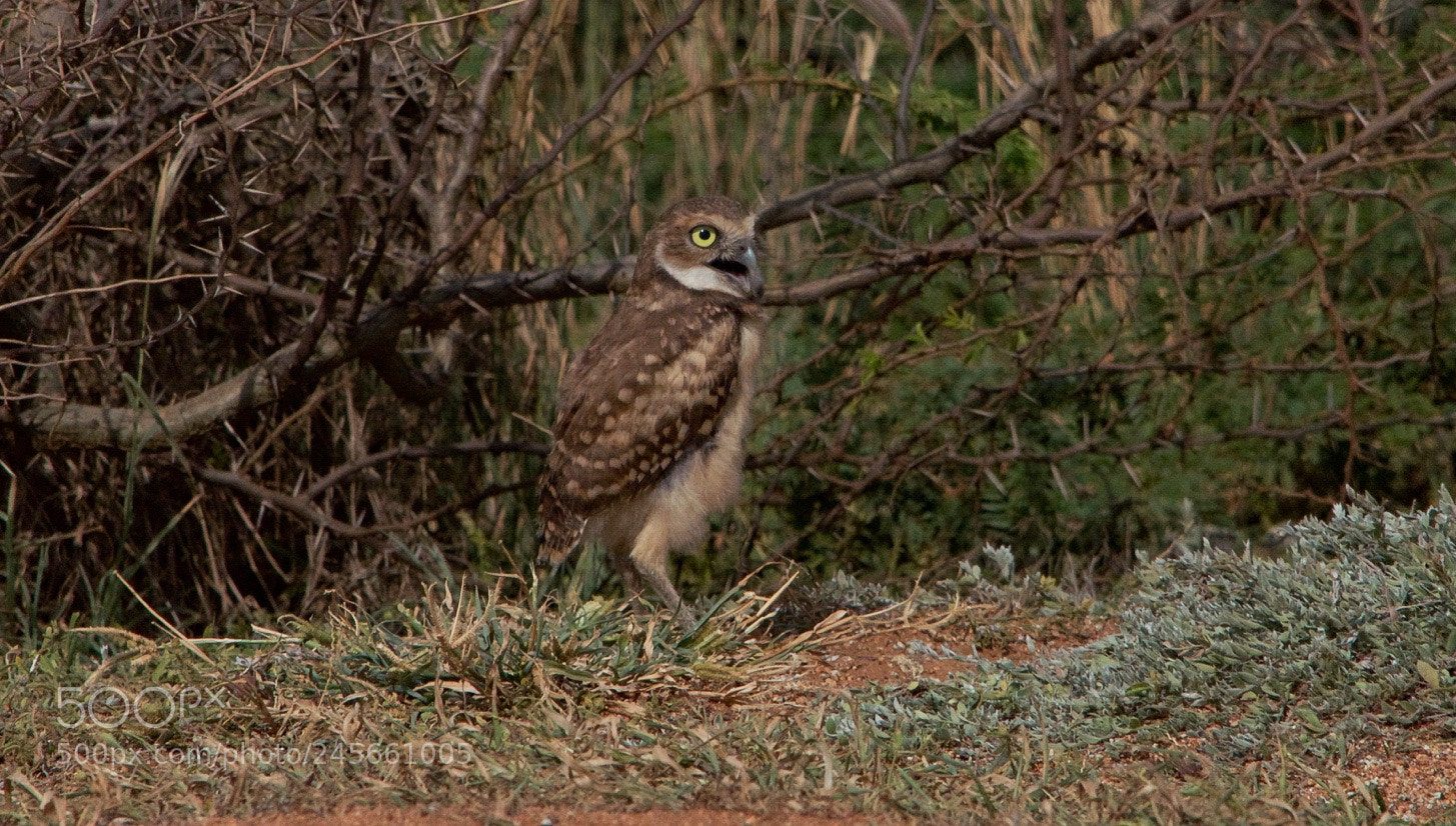 Nikon D5100 sample photo. Img photography