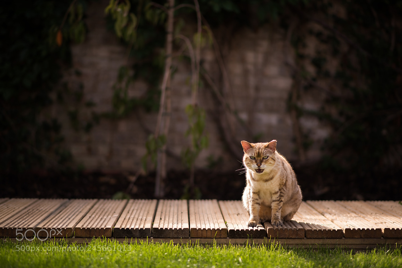 Nikon D810 sample photo. The noisiest cat on photography