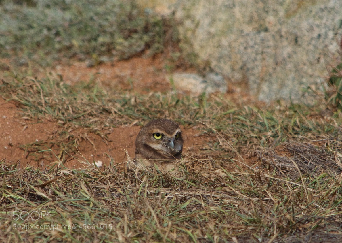 Nikon D5100 sample photo. Img photography