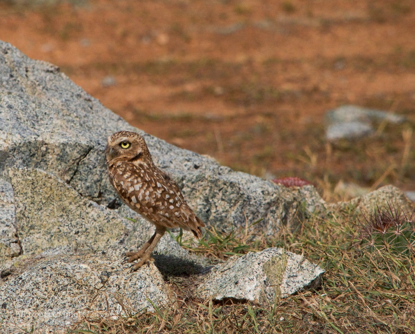 Nikon D5100 sample photo. Img photography