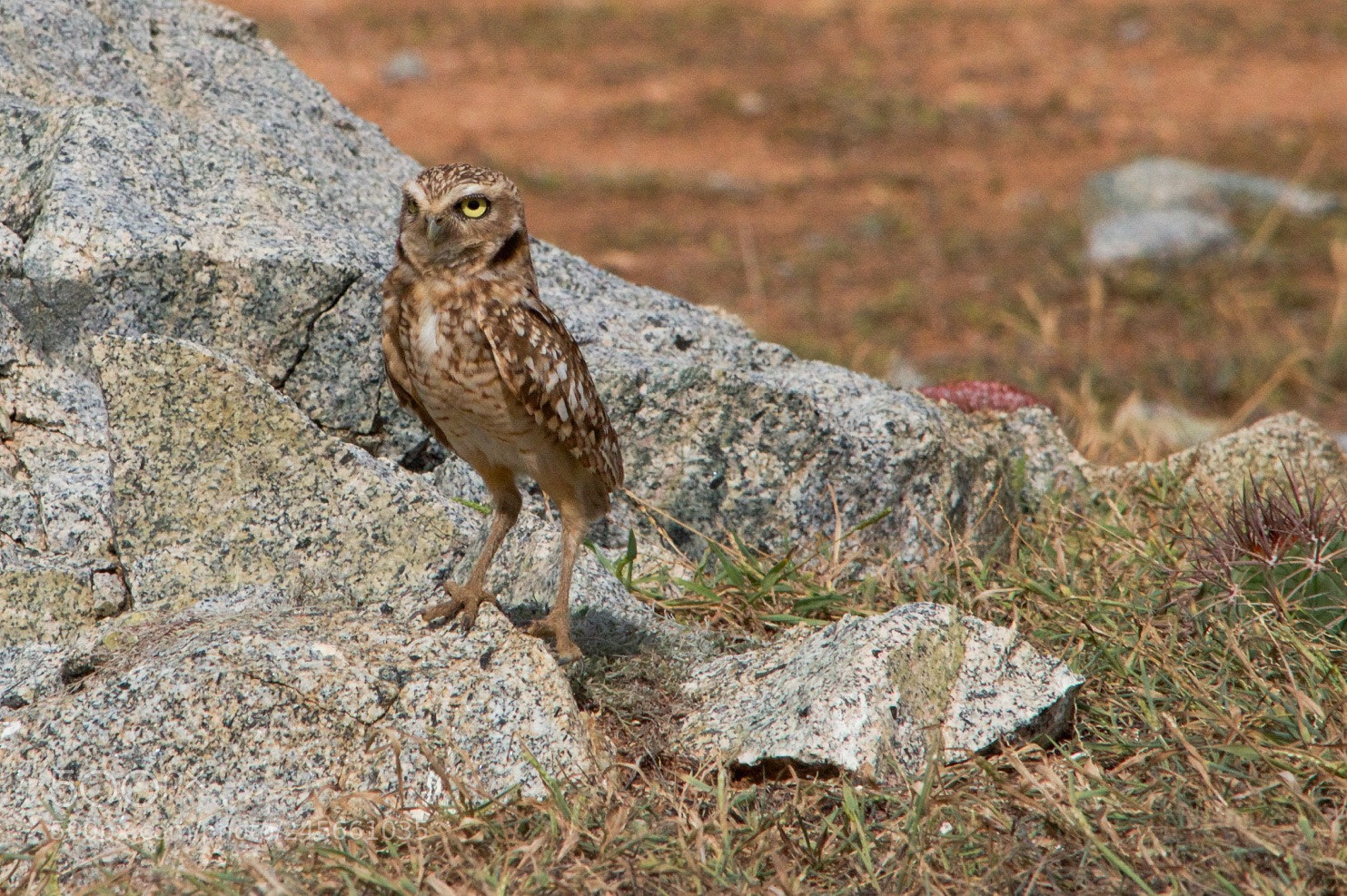 Nikon D5100 sample photo. Img photography