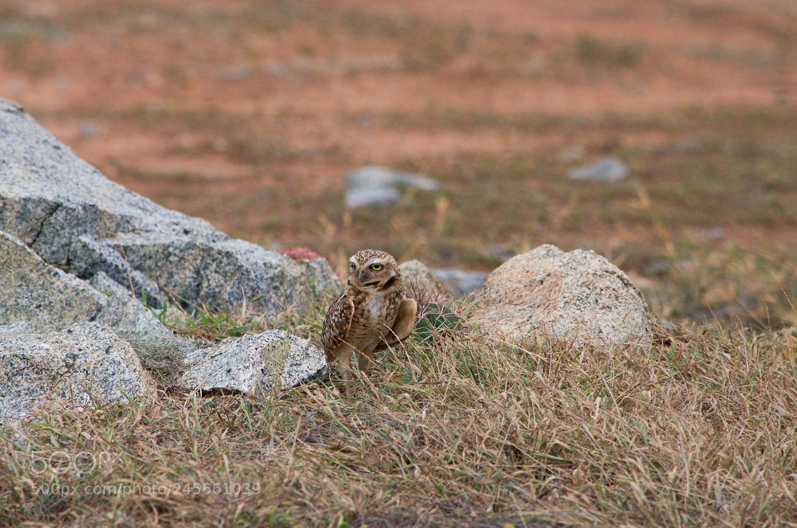 Nikon D5100 sample photo. Img photography