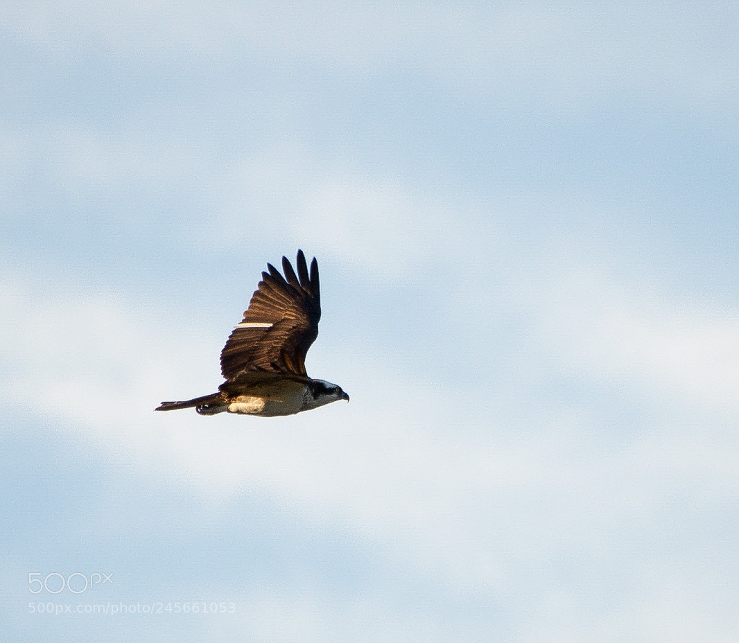 Nikon D5100 sample photo. Img photography