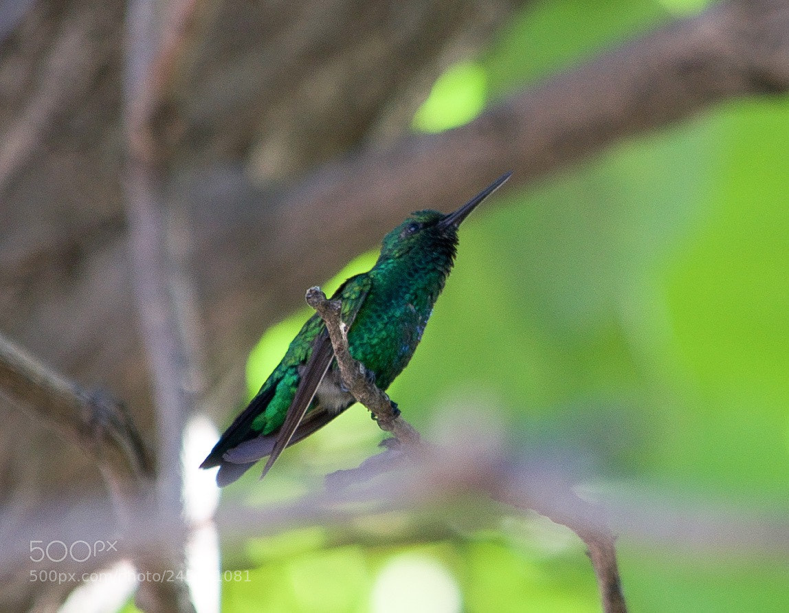 Nikon D5100 sample photo. Img photography