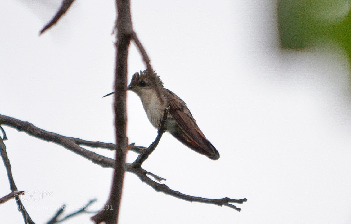 Nikon D5100 sample photo. Img photography