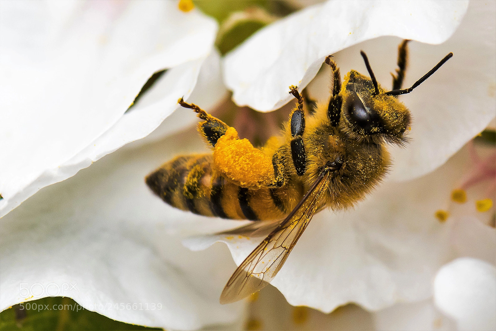 Nikon D500 sample photo. Bee photography