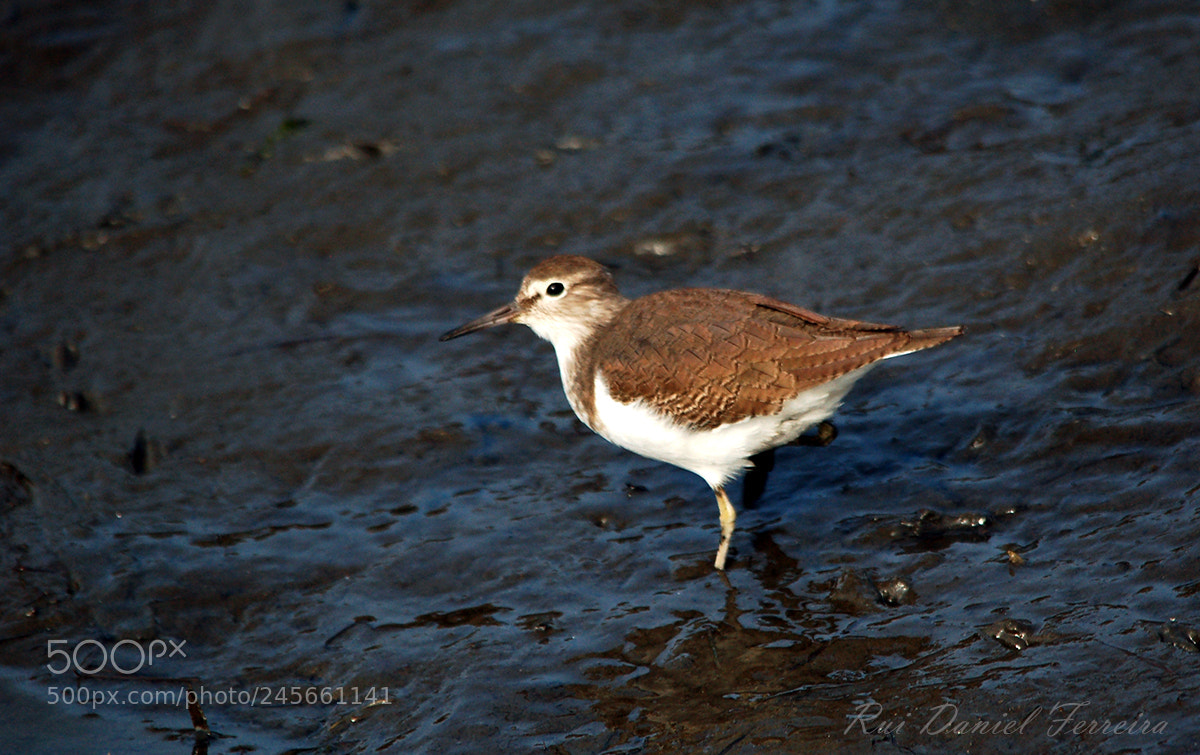 Nikon D50 sample photo. Maçarico-das-rochas (actitis hypoleucos) photography