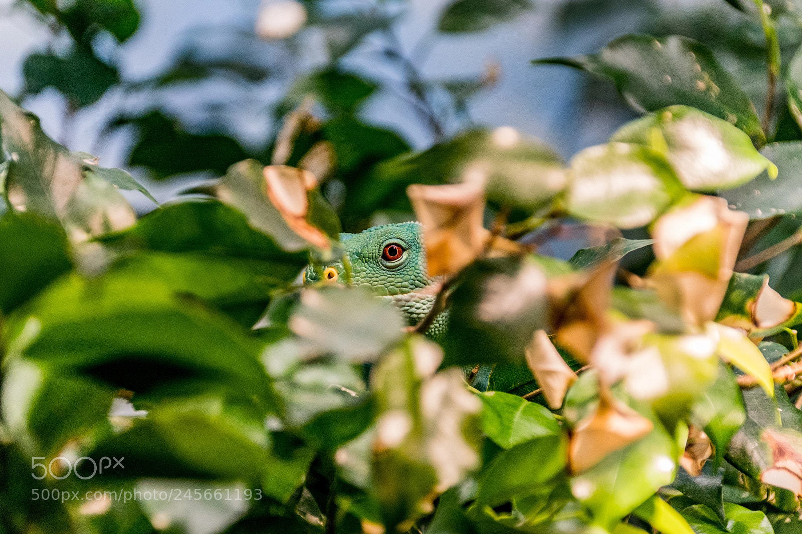 Sony a9 sample photo. Eye see you photography