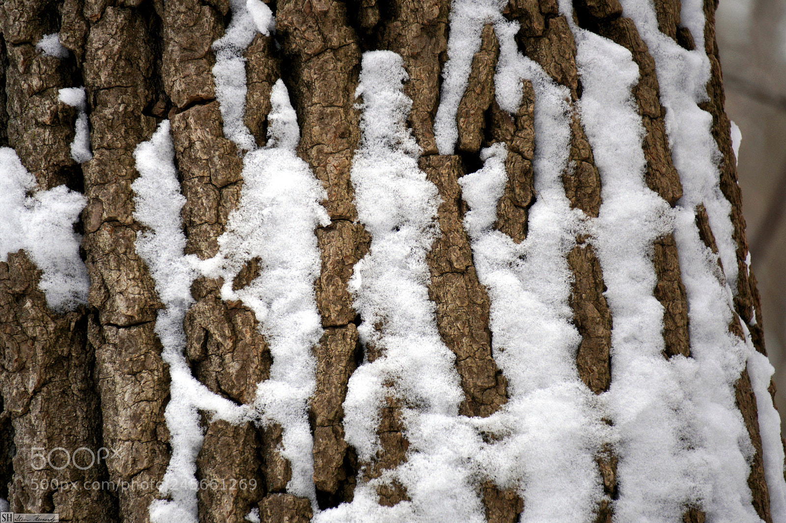 Sony E 55-210mm F4.5-6.3 OSS sample photo. () photography