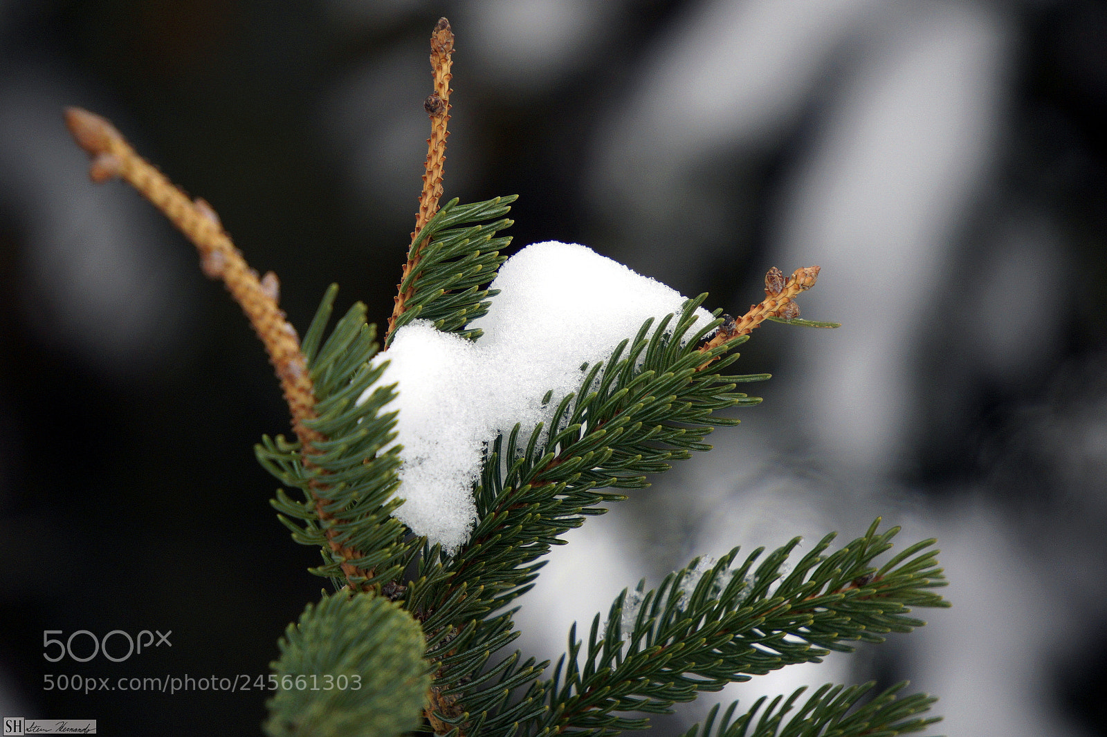 Sony E 55-210mm F4.5-6.3 OSS sample photo. () photography