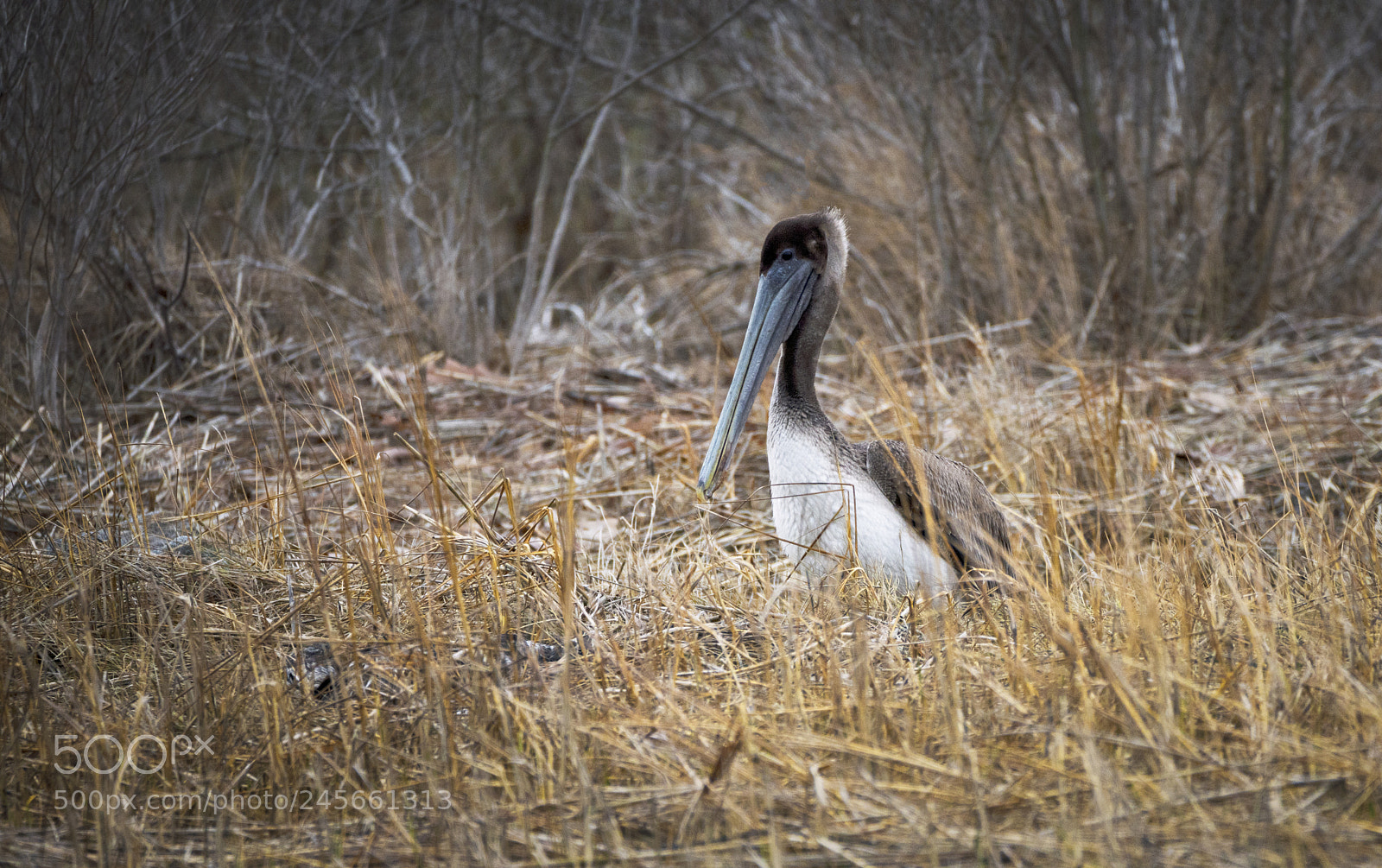 Sony a7R III sample photo. Brown pelican photography