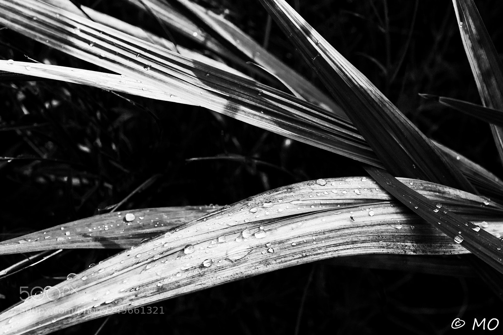 Nikon D5 sample photo. Fading photography